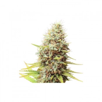 Sour Tangie Dawg Regular Seeds Sour Tangie Dawg Regular Seeds