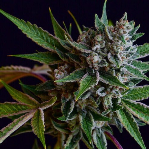 Sour Affie Regular Seeds - 11 Sour Affie Regular Seeds - 11