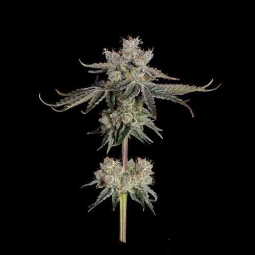Sweet 16 Feminised Seeds