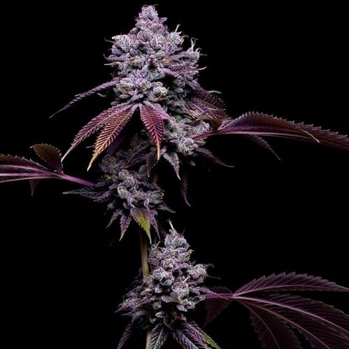 78 Tenzin #4 Regular Seeds - 11 78 Tenzin #4 Regular Seeds - 11