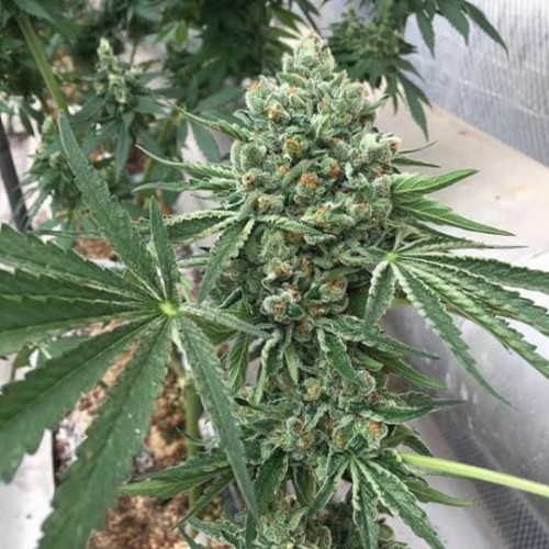 The Eleven Regular Seeds