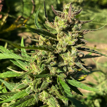 Lucky Lucy CBD Feminised Seeds - 5 Lucky Lucy CBD Feminised Seeds - 5