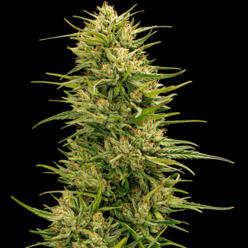 The Don CBD Feminised Seeds - 5 The Don CBD Feminised Seeds - 5