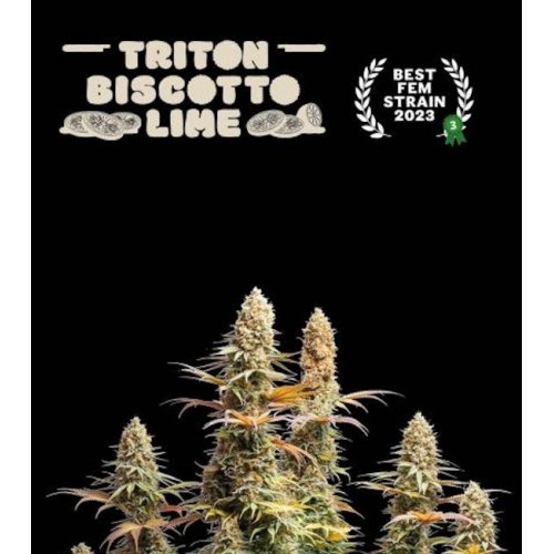 Triton Biscotto Lime Feminised Seeds Triton Biscotto Lime Feminised Seeds