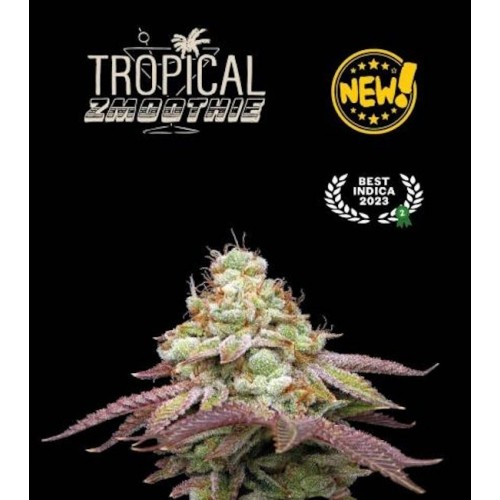 Tropical Zmoothie Feminised Seeds Tropical Zmoothie Feminised Seeds