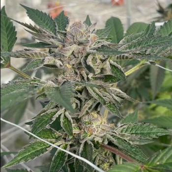 Willy's Winery Feminised Seeds - 5 Willy's Winery Feminised Seeds - 5