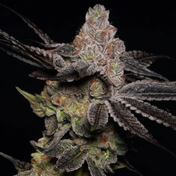 Wonka's Vineyard Feminised Seeds - 5 Wonka's Vineyard Feminised Seeds - 5
